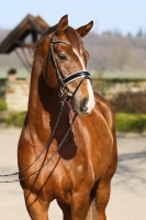 Little Hill von Léspoir x Damon Hill | Verkaufspferd | Dressurpferde SV